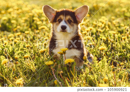 Fluffy Pembroke Welsh Corgi puppy sit in yellow blossoms on summer shiny day. Petit sable-white pet with big ears rest. 105900921
