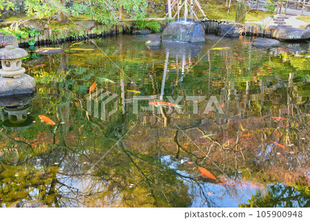 Free Life Pond at Hasedera Temple in Kamakura Free Life Pond at Hasedera Temple in Kamakura 105900948
