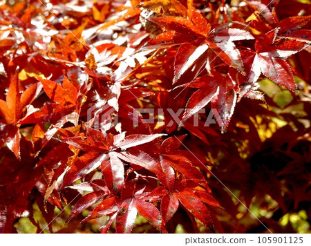 The scenery of bright red maple leaves glittering at Nara Kaede no Sato Hirara (Uda City, Nara Prefecture) The scenery of bright red maple leaves glittering at Nara Kaede no Sato Hirara (Uda City, Nara Prefecture) 105901125
