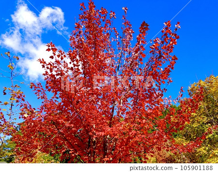 Beautiful scenery of red maple leaves against the blue sky Nara Kaede no Sato Hirara (Uda City, Nara Prefecture) Beautiful scenery of red maple leaves against the blue sky Nara Kaede no Sato Hirara (Uda City, Nara Prefecture) 105901188