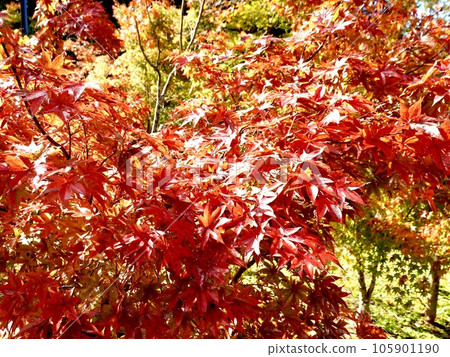 Beautiful scenery of sparkling maple leaves Nara Kaede-no-Sato Hirara (Uda City, Nara Prefecture) Beautiful scenery of sparkling maple leaves Nara Kaede-no-Sato Hirara (Uda City, Nara Prefecture) 105901190