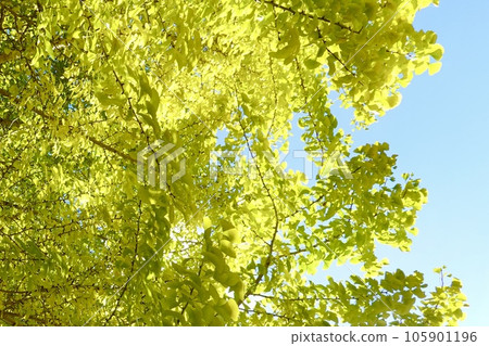 Beautiful scenery of glittering ginkgo leaves Nara Kaede no Sato Hirara (Uda City, Nara Prefecture) Beautiful scenery of glittering ginkgo leaves Nara Kaede no Sato Hirara (Uda City, Nara Prefecture) 105901196