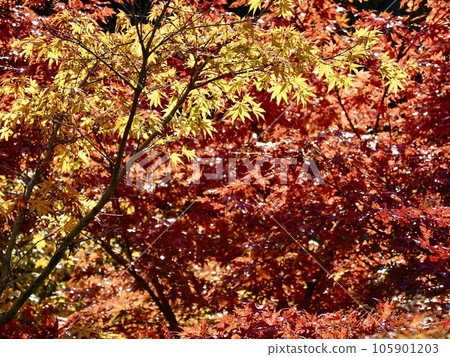 Beautiful scenery of sparkling maple leaves Nara Kaede-no-Sato Hirara (Uda City, Nara Prefecture) Beautiful scenery of sparkling maple leaves Nara Kaede-no-Sato Hirara (Uda City, Nara Prefecture) 105901203