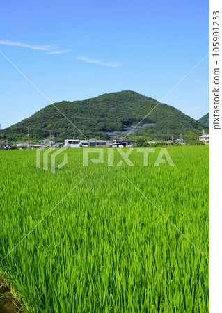在實相寺山（香川/贊岐平原）舒適地騎行 105901233