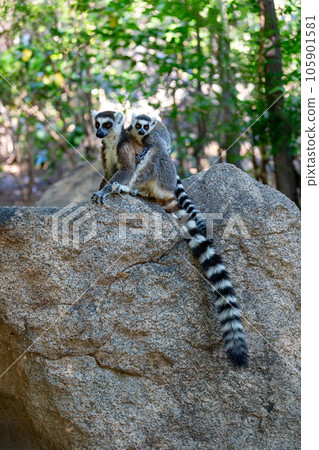Ring-tailed lemur with baby, Lemur catta, Madagascar wildlife 105901581