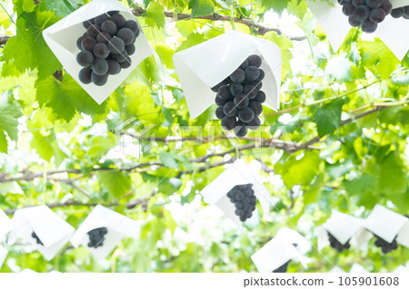 Grape picking Fruit picking Grape picking Fruit picking 105901608