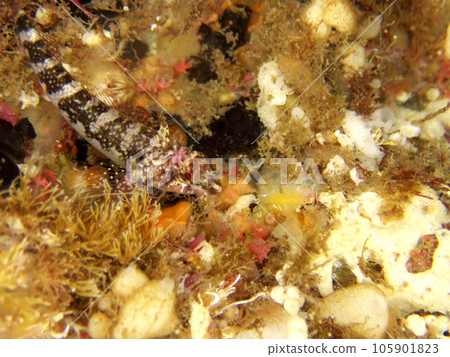 Undersea snake ginkgo Undersea snake ginkgo 105901823