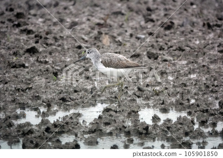 一隻紅腳鷸停在一片荷花田邊。 一隻紅腳鷸停在一片荷花田邊。 105901850