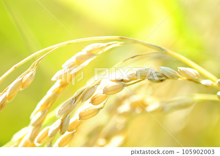 Fruit of autumn 105902003