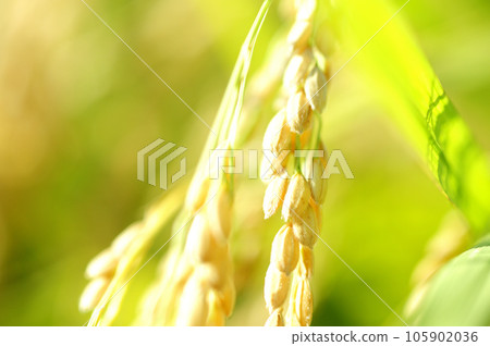 Fruit of autumn 105902036