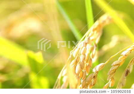 Fruit of autumn 105902038