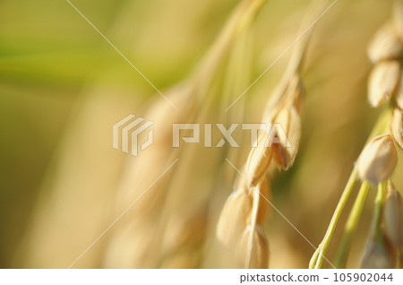 Fruit of autumn Fruit of autumn 105902044