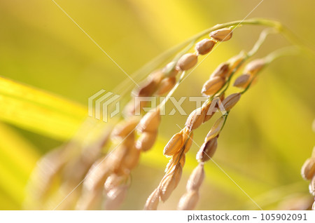 Fruit of autumn Fruit of autumn 105902091