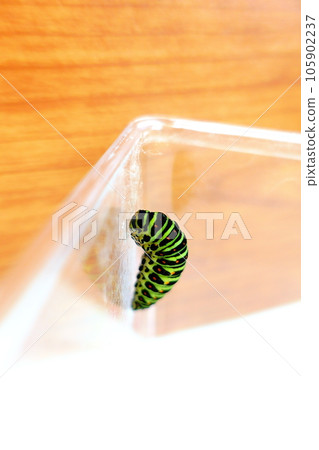 燕尾蝶 燕尾蝶 燕尾蝶 蝴蝶幼蟲 105902237