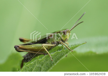 Closeup on the common, European, green grasshopper , Omocestus viridulus sitting in the vegetation Closeup on the common, European, green grasshopper , Omocestus viridulus sitting in the vegetation 105902439