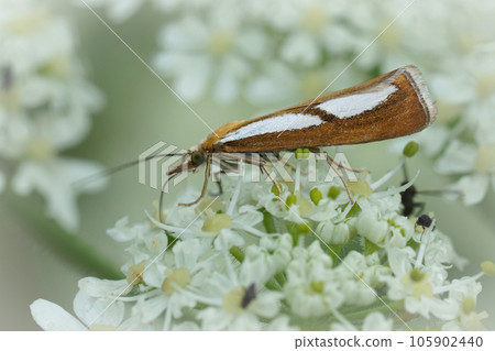 Closeup on a Catoptria conchella crambid moth, feeding on a white cow parsnip, Heracleum sphondylium 105902440