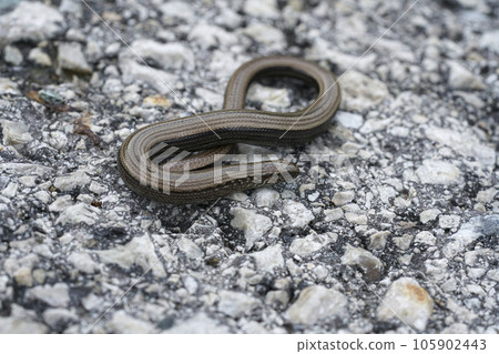 Closeup on a European limbless slow worm , Anguis fragilis sitting cured up on the grey road Closeup on a European limbless slow worm , Anguis fragilis sitting cured up on the grey road 105902443
