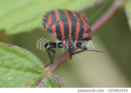 Frontal detailed closeup on a red and black striped bug, Graphosoma italicum sitting on a leaf Frontal detailed closeup on a red and black striped bug, Graphosoma italicum sitting on a leaf 105902445