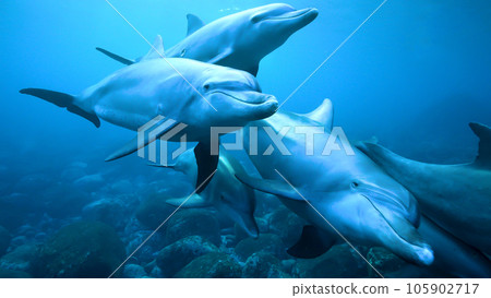 三隻海豚游泳 105902717