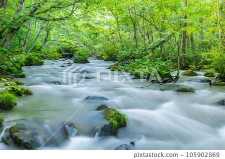 "Aomori Prefecture" Oirase stream flowing through the fresh green forest in summer "Aomori Prefecture" Oirase stream flowing through the fresh green forest in summer 105902869