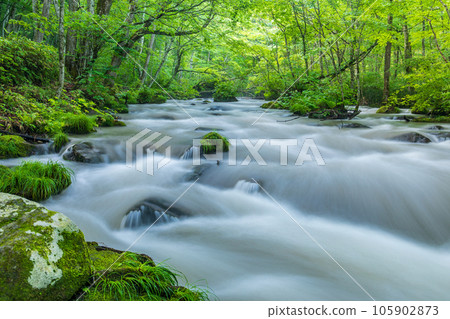 "Aomori Prefecture" Oirase stream flowing through the fresh green forest in summer "Aomori Prefecture" Oirase stream flowing through the fresh green forest in summer 105902873