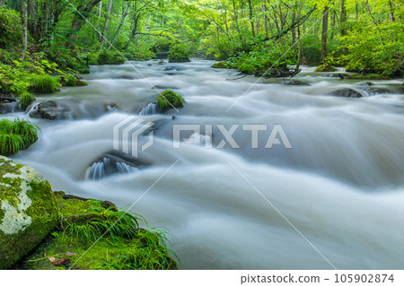 "Aomori Prefecture" Oirase stream flowing through the fresh green forest in summer 105902874
