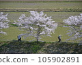 三好市三和町「三和町三原川千櫻」 105902891
