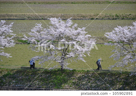 三好市三和町「三和町三原川千櫻」 105902891