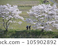 三好市三和町「三和町三原川千櫻」 105902892