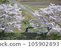 三好市三和町「三和町三原川千櫻」 105902893