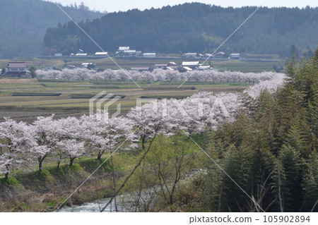 三好市三和町「三和町三原川千櫻」 三好市三和町「三和町三原川千櫻」 105902894