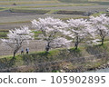 三好市三和町「三和町三原川千櫻」 105902895