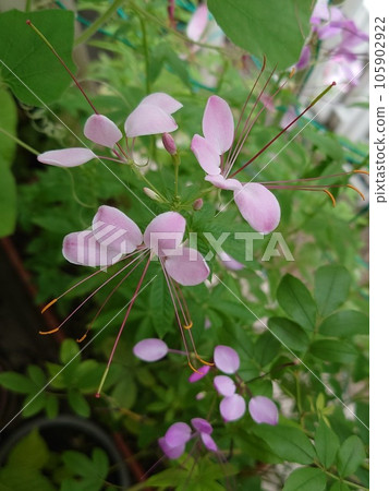  Cleome 105902922