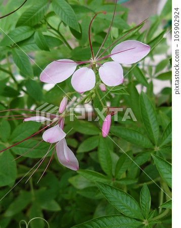  Cleome 105902924
