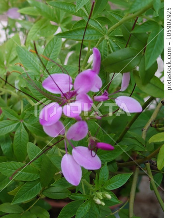  Cleome 105902925