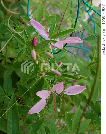  Cleome 105902927