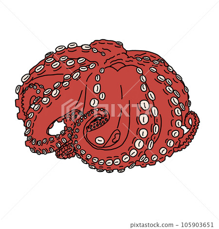 vector illustration of red octopus vector illustration of red octopus 105903651