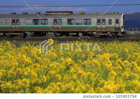 719系列車全速行駛，油菜花盛開_2023年4月22日攝 105903784