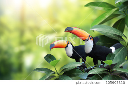 Horizontal banner with two beautiful colorful toucan birds (Ramphastidae) on a branch in a rainforest. Couple of toucan bird and leaves of tropical plants on sunny background 105903810