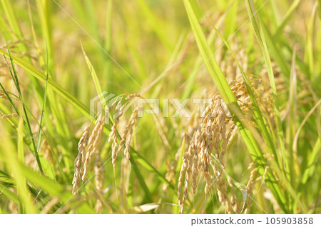 Fruit of autumn Fruit of autumn 105903858