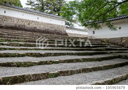 大肥城蹟的苔蘚和杉木風景 大肥城蹟的苔蘚和杉木風景 105903879