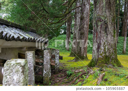 Scenery of moss and cedars at the ruins of Obi Castle 105903887