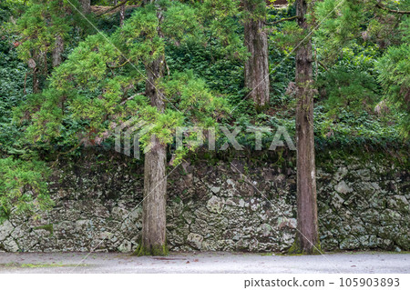 大肥城蹟的苔蘚和杉木風景 105903893