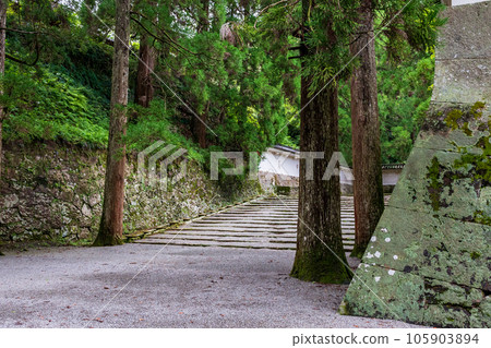 大肥城蹟的苔蘚和杉木風景 105903894