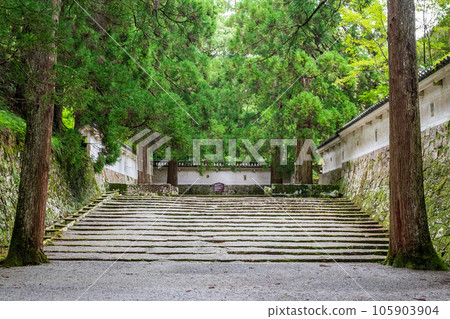 Scenery of moss and cedars at the ruins of Obi Castle 105903904