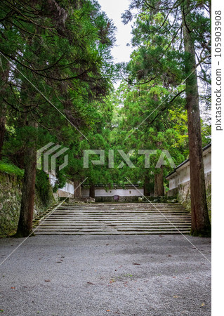 大肥城蹟的苔蘚和杉木風景 大肥城蹟的苔蘚和杉木風景 105903908