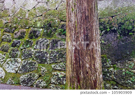 Scenery of moss and cedars at the ruins of Obi Castle 105903909