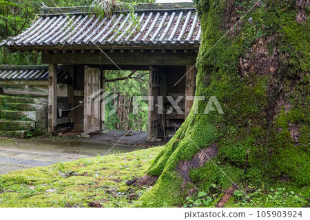 Scenery of moss and cedars at the ruins of Obi Castle 105903924