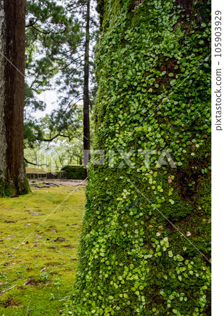 大肥城蹟的苔蘚和杉木風景 大肥城蹟的苔蘚和杉木風景 105903929