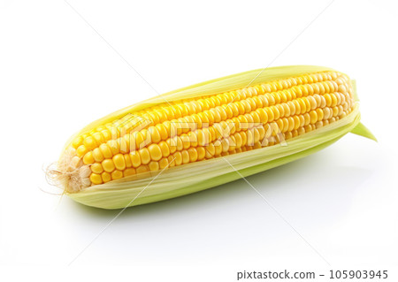 Fresh corn on the cob on a white background Fresh corn on the cob on a white background 105903945